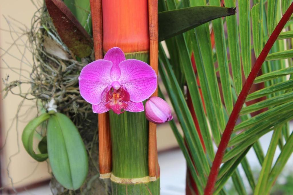 Hotel Vista Del Cerro La Fortuna Ngoại thất bức ảnh